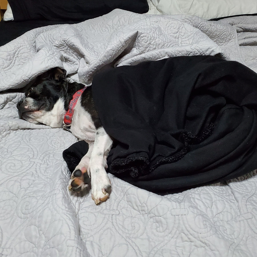 Dog laying in bed under blanket