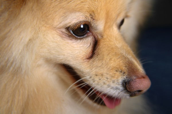 dog with brown stains on fur near the eye
