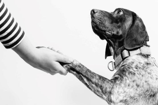 Financial Support for Veterinary Bills
