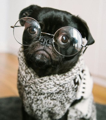 How to Keep Your Dog's Eyes Healthy