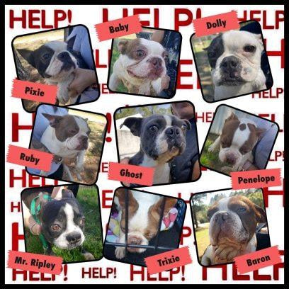 The Brady Bunch-The Classic Pooch