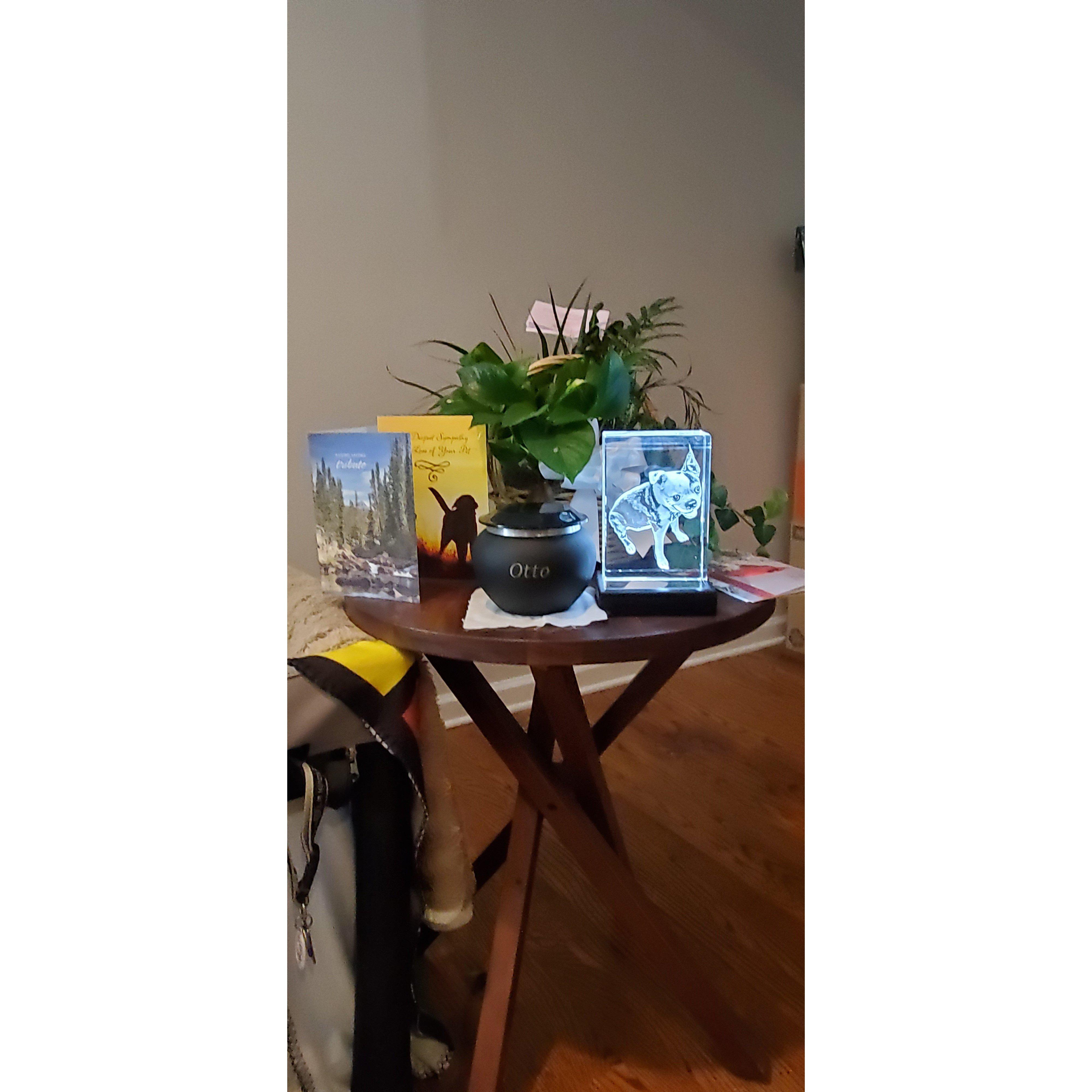 News-Journey from Loss to Love: Part 2 Adjusting to an Empty House-[key_words]-The Classic Pooch
