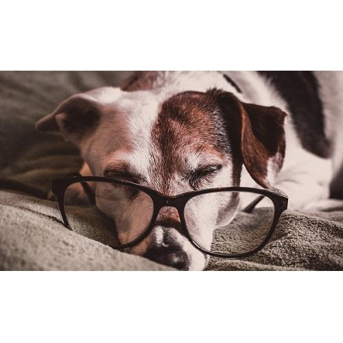 caring for your older pet. how frequent to visit the vet