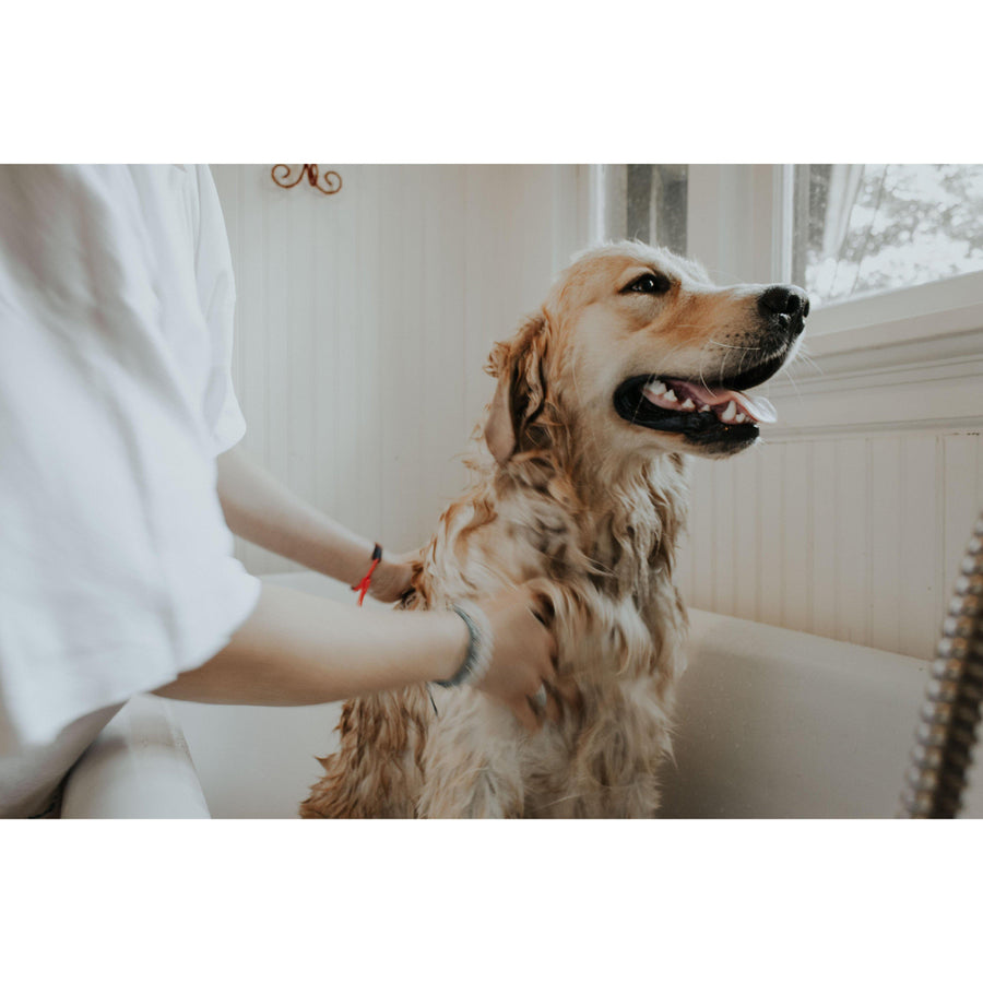 Senior Dog Grooming Tips