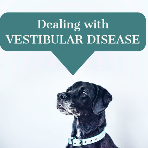 Dealing with Vestibular Disease