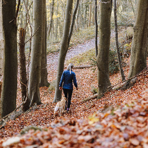 Hiking with a Senior Dog: Extra Precautions To Take