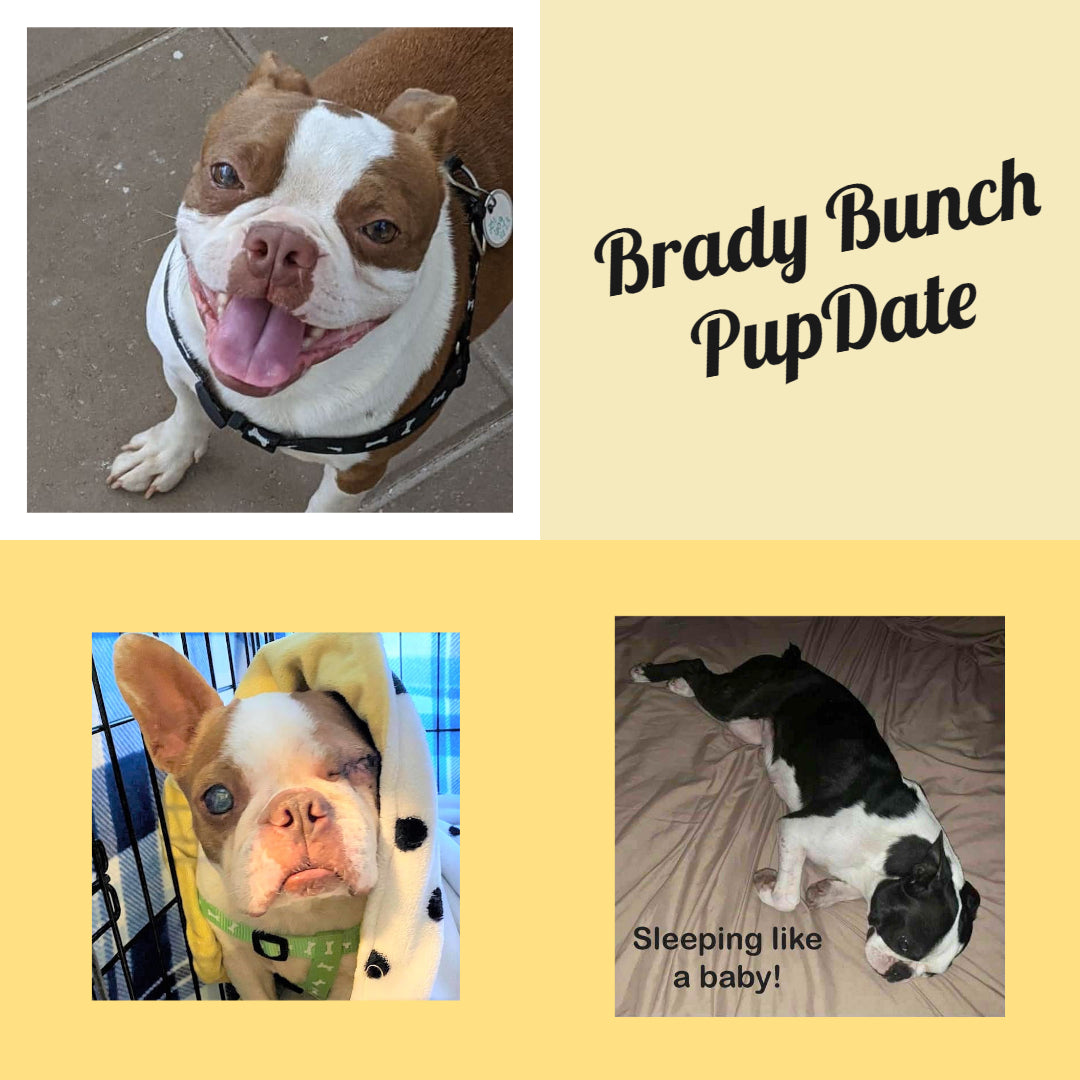 Pupdate on the Brady Bunch