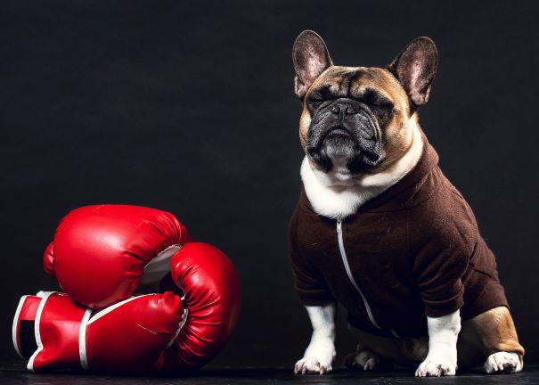 The Costs of Neglecting your Dog’s Health