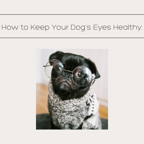 Pug wearing glasses