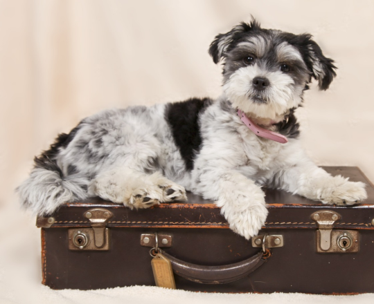 Summer Travel Tips for your dog
