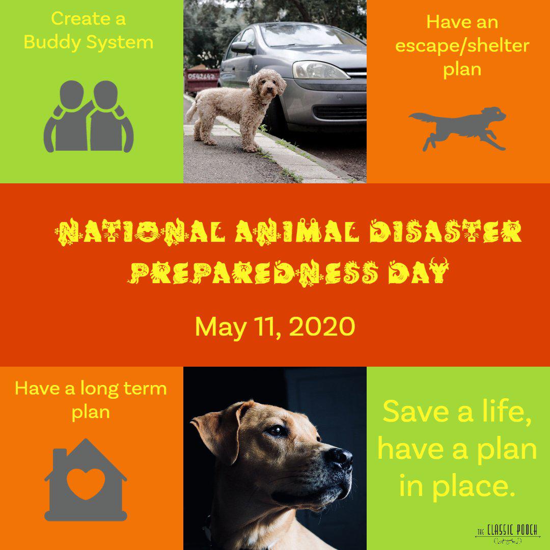 Pet Disaster Preparedness