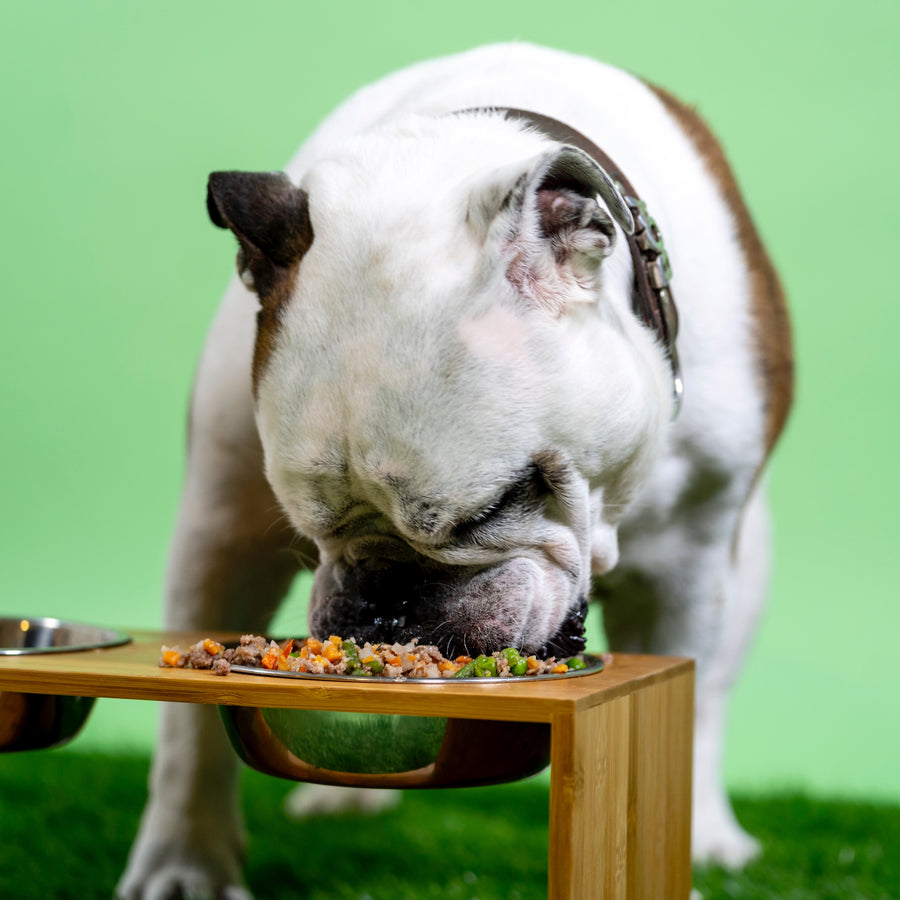 The Truth: What's the Difference Between Human-Grade Dog Food And Regular Dog Food?