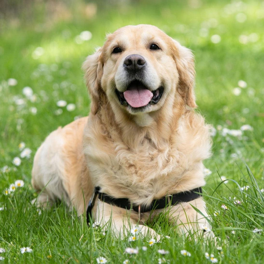 Golden retriever laying in grass