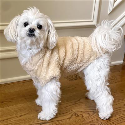 Soft Plush Pullover for Dogs by Doggie Design