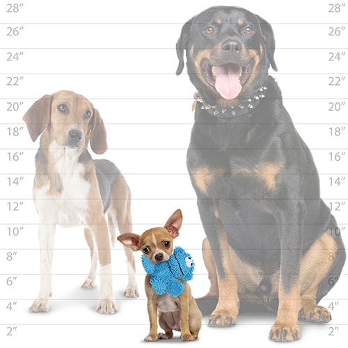 Three dogs of different sizes standing next to a height chart.