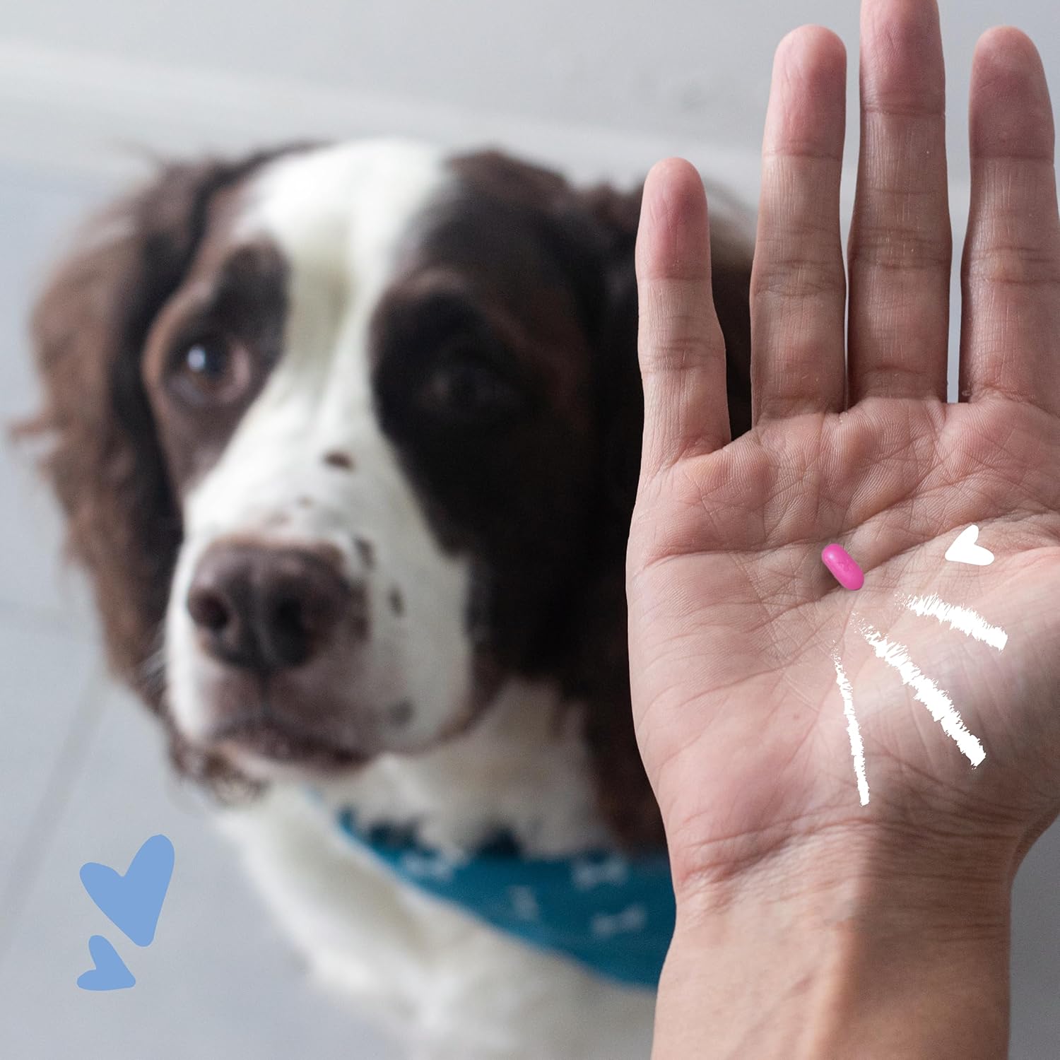 PetArmor® Antihistamine Tablets for Dogs