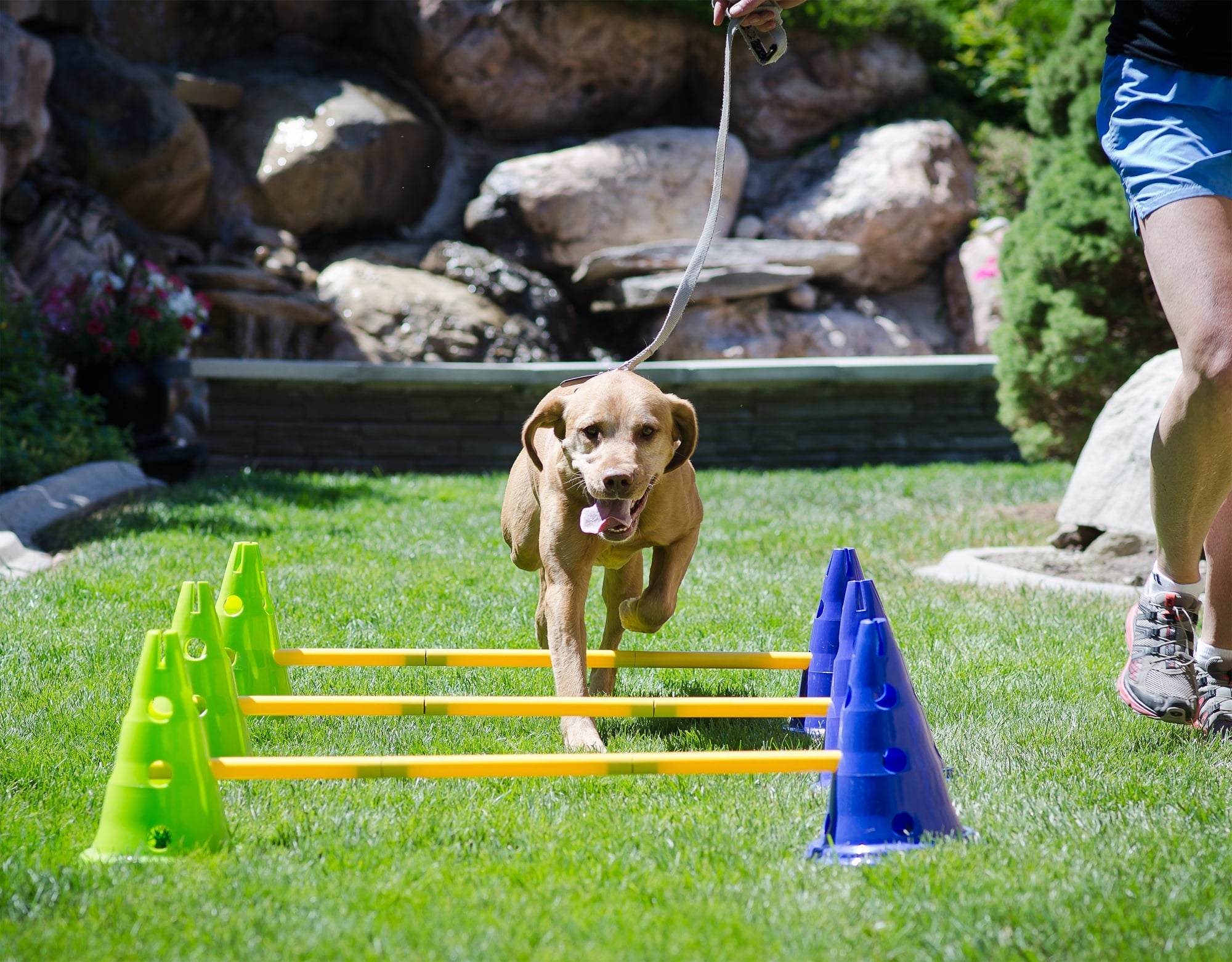 agility gear CanineGym Dog Agility Kit
