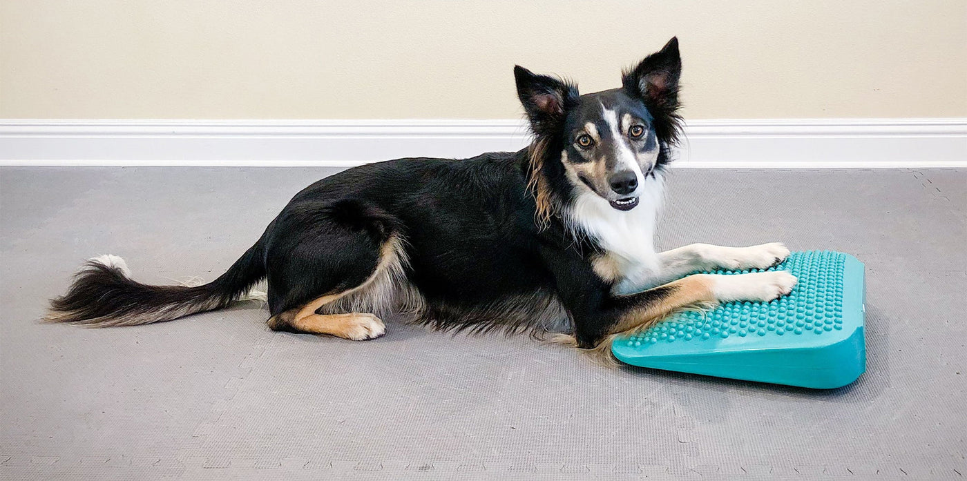 FitPAWS® Balance Dog Ramp for Dogs