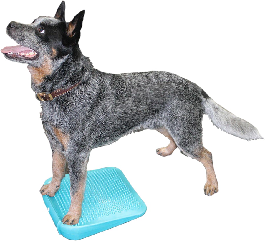 FitPAWS® Balance Dog Ramp for Dogs