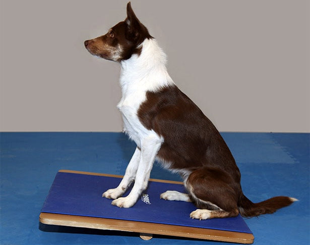 FitPAWS® Rocker Board for Dogs - Giant