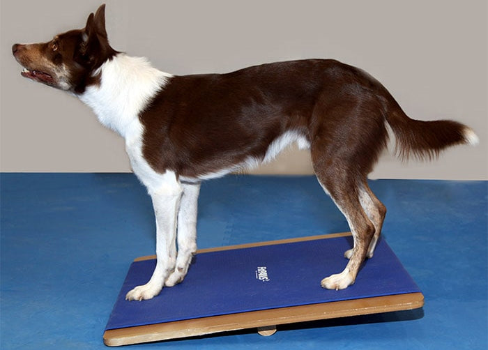 FitPAWS® Rocker Board for Dogs - Giant