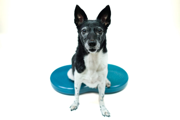 FitPaws Duo Disc - Entrenador de equilibrio para perros