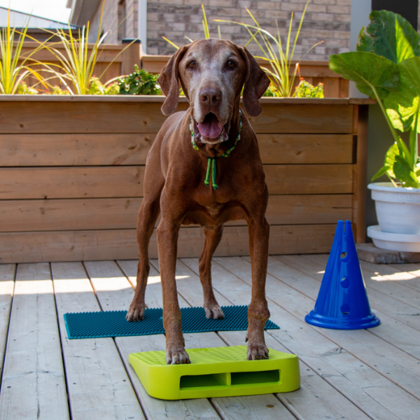 brown dog standing on fitpaws ramp 