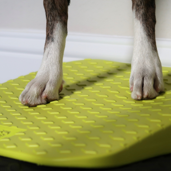 closeup of paws on textured ramp