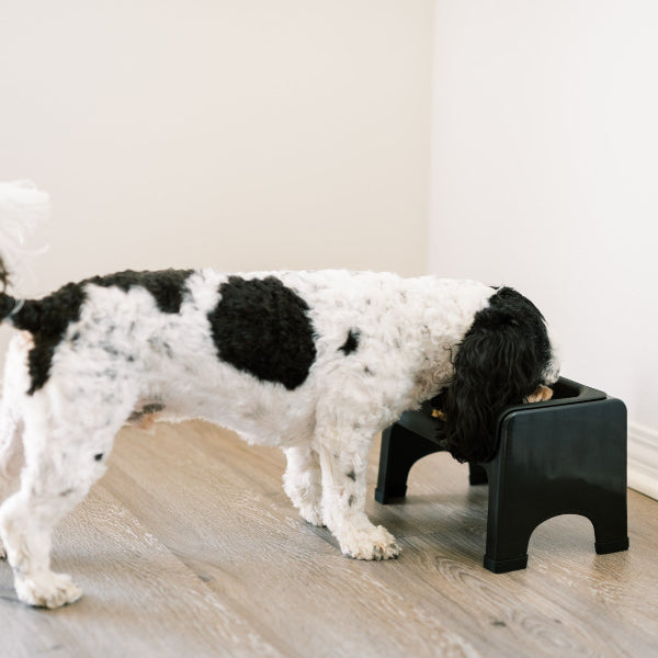 Dog using a black pet step on a wooden floor.