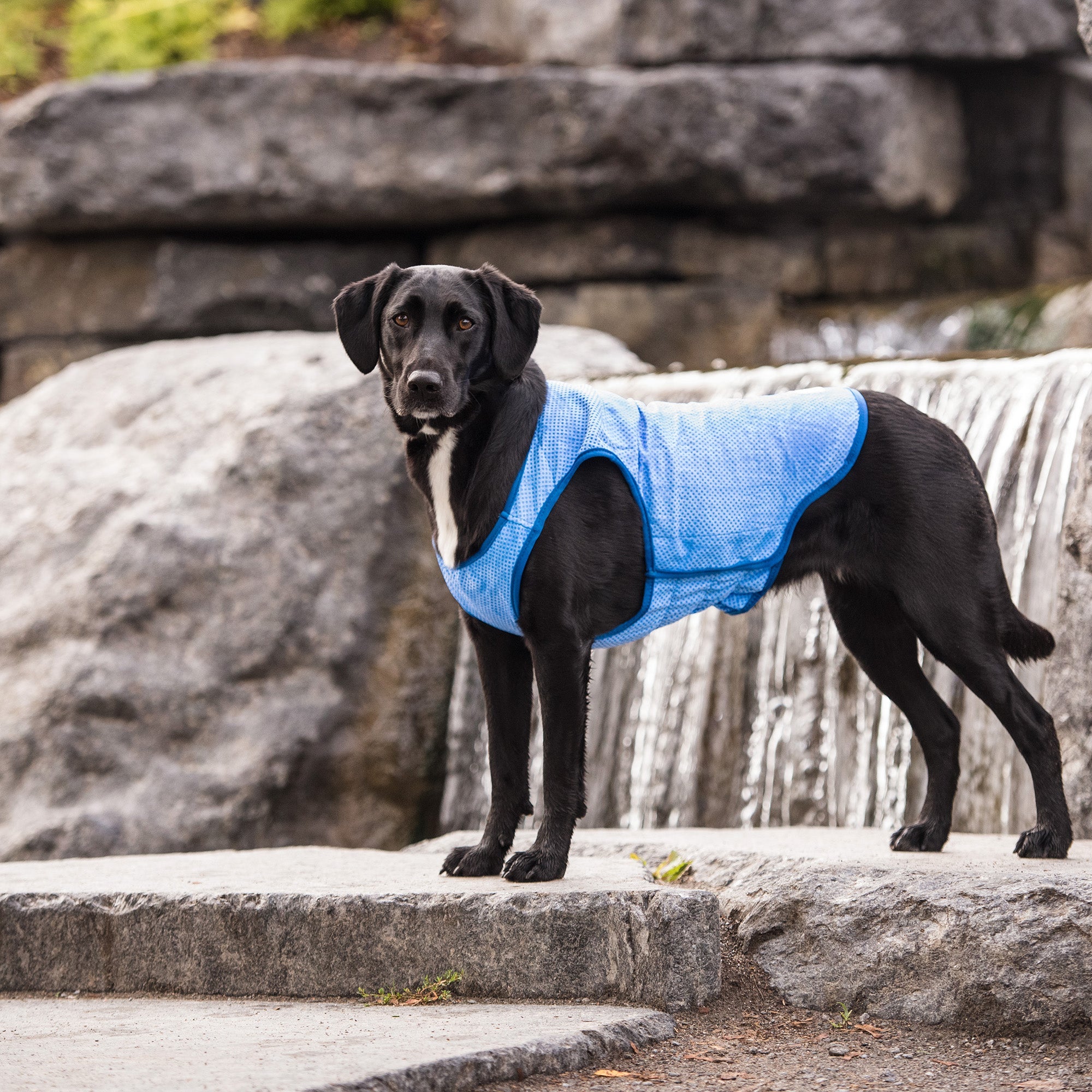 GF Pet Ice Vest