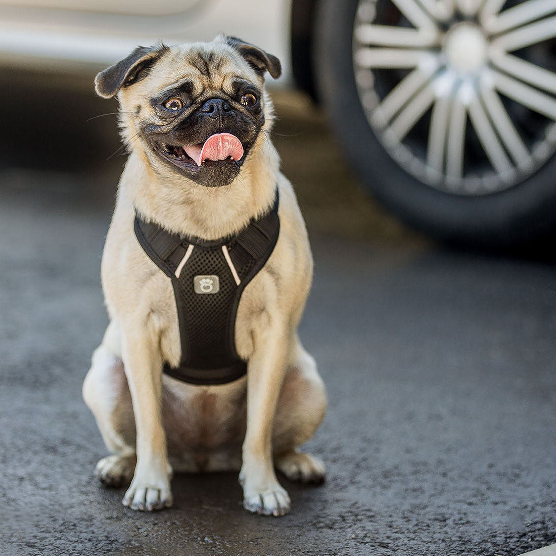 GF Pet Travel Harness - Black