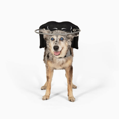 Guía de Halo de Muffin para perros ciegos
