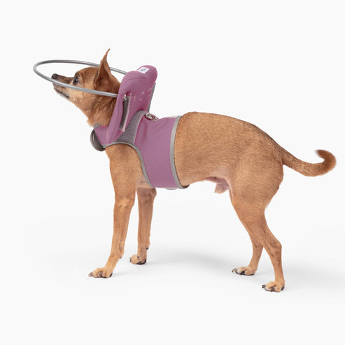 Guía de Halo de Muffin para perros ciegos