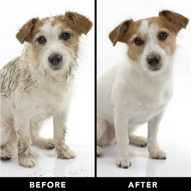 PRIDE+GROOM The Shedder