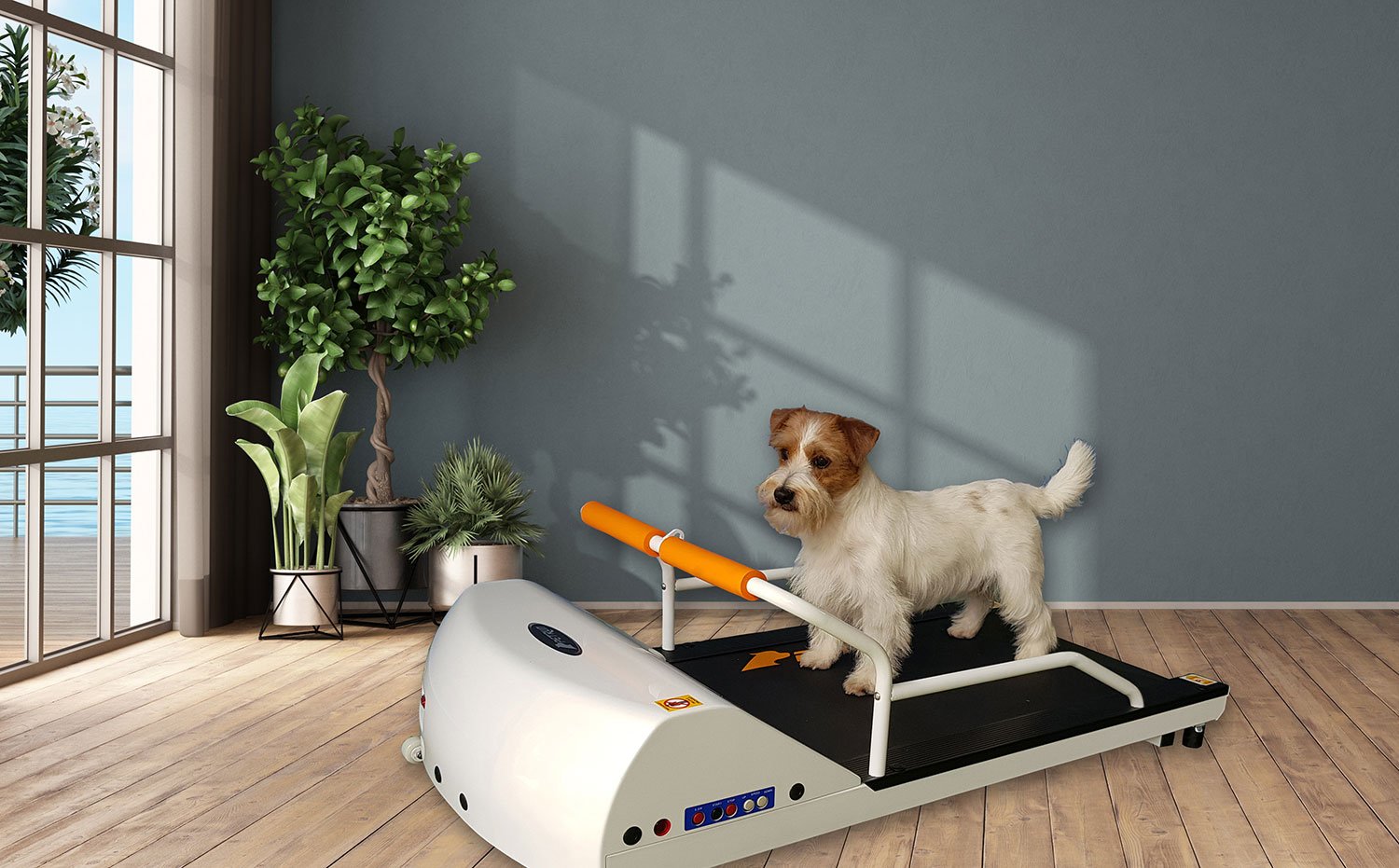GoPet Treadmill for Dogs