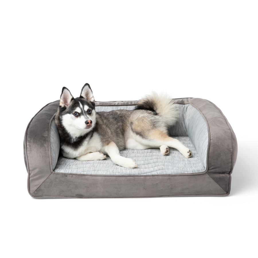 Dog lying on a gray pet bed with a white background
