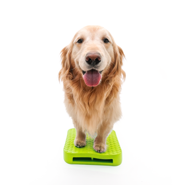 golden retriever standing on ramp panting