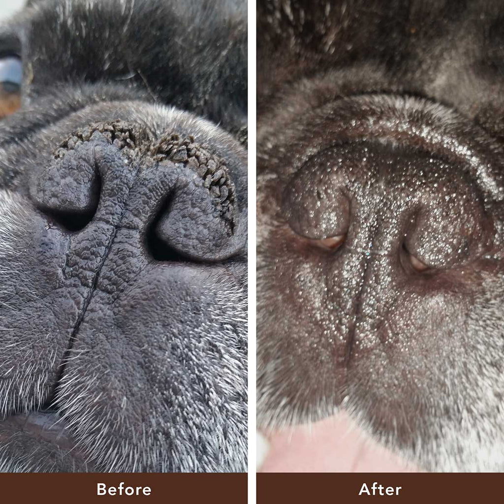 Natural Dog Company Snout Soother Balm