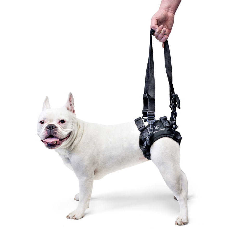 Walkin' Lift Rear Dog Harness