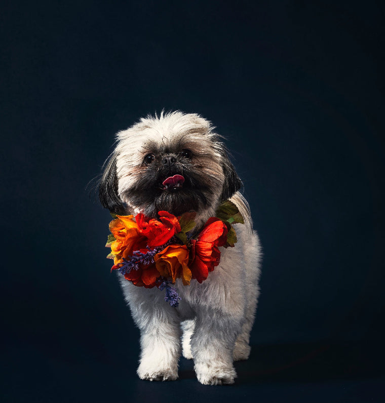 small dog wearing flowers around its neck