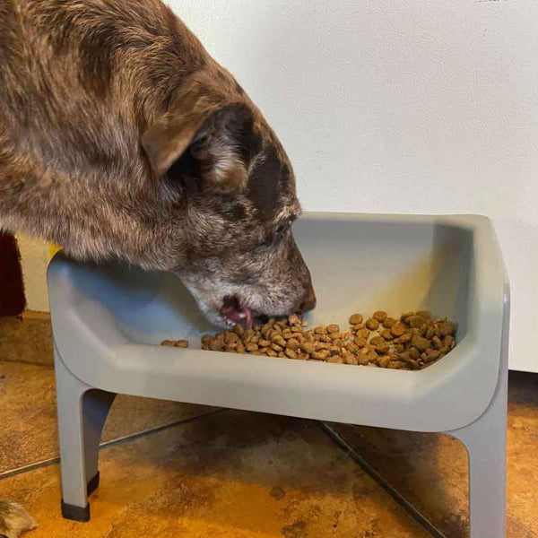 Dog eating from a elevated pet bowl on a tiled floor.