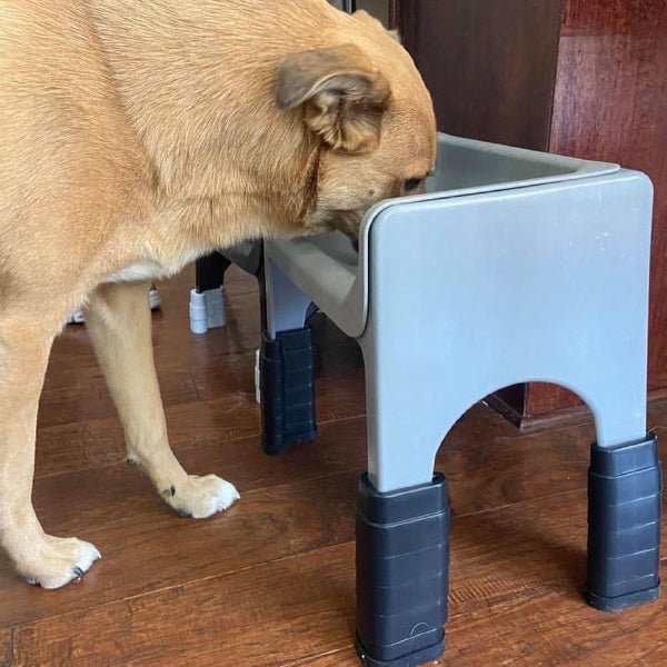 dog eating from raised fluff trough