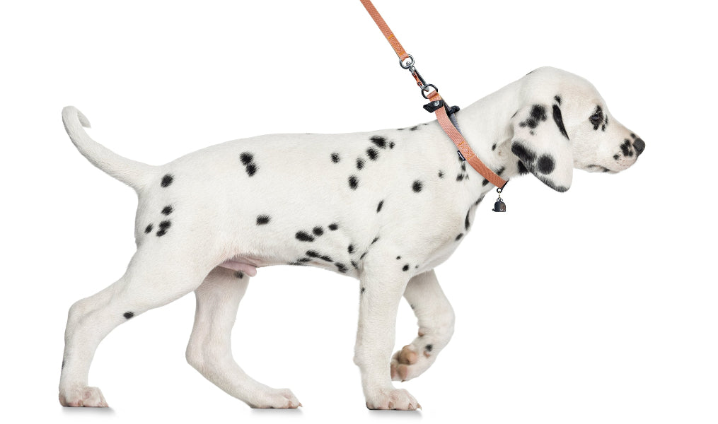Dalmatian puppy on a leash against a white background