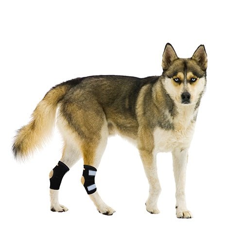 NeoAlly Rear Leg Hock Brace - Metal Spring Strips for Small Dogs (Pair)