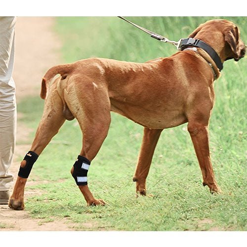 NeoAlly Rear Leg Hock Brace - Metal Spring Strips for Small Dogs (Pair)