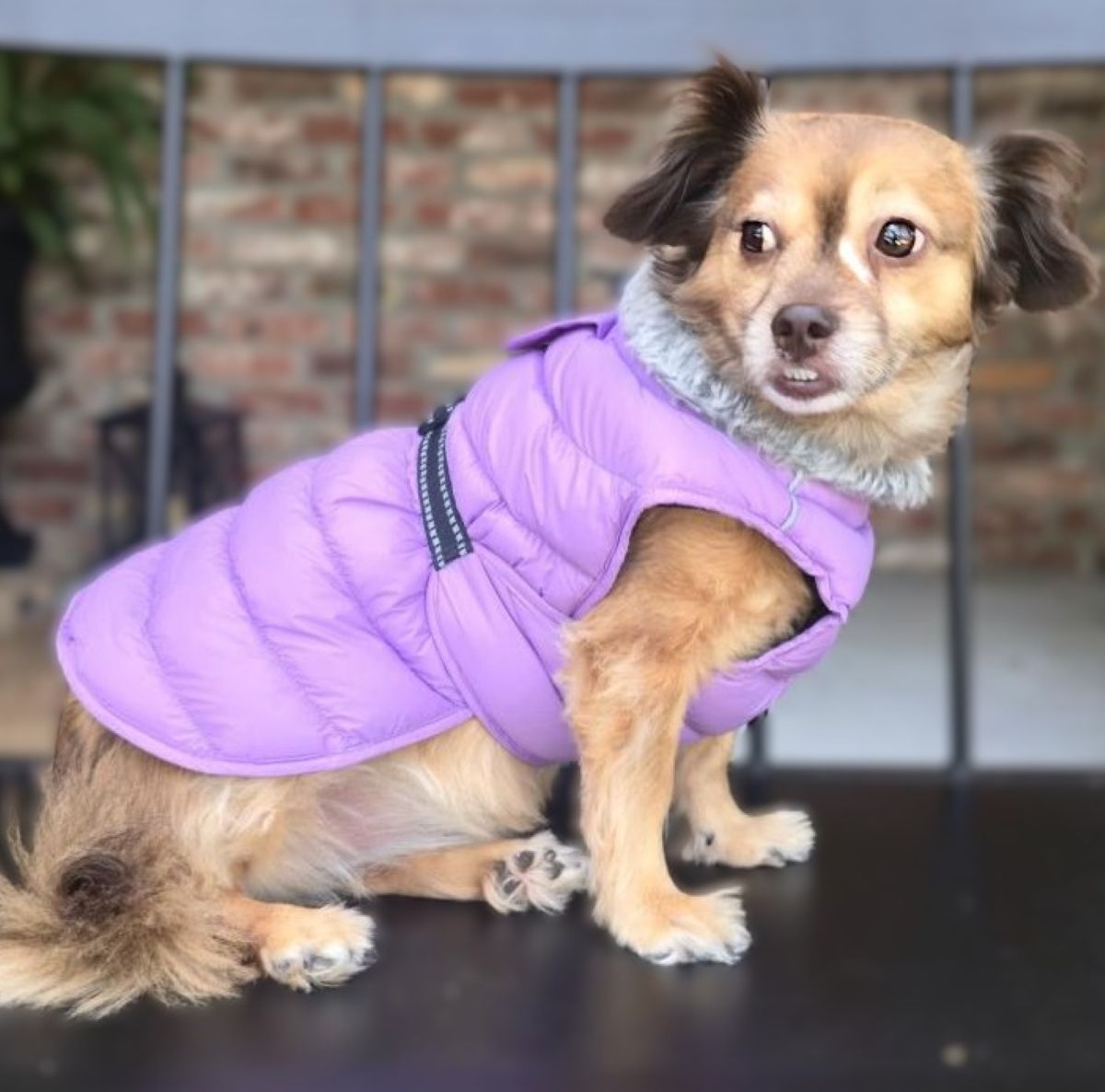 Doggie DesignAlpine Extreme Weather Puffer Coat