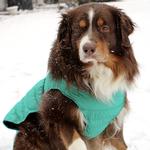 Doggie DesignAlpine Extreme Weather Puffer Coat