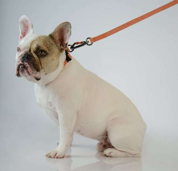 White French Bulldog on a leash against a white background