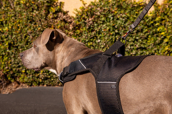 Dog wearing a black harness with a leash, standing outdoors against a green hedge.