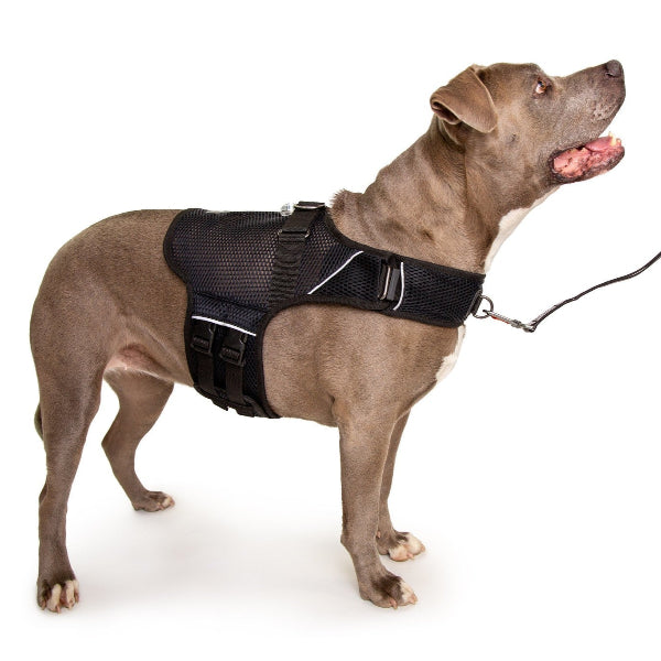 Dog wearing a black harness on a white background